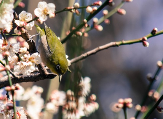 Mejiro (white-eye) loves plum nector