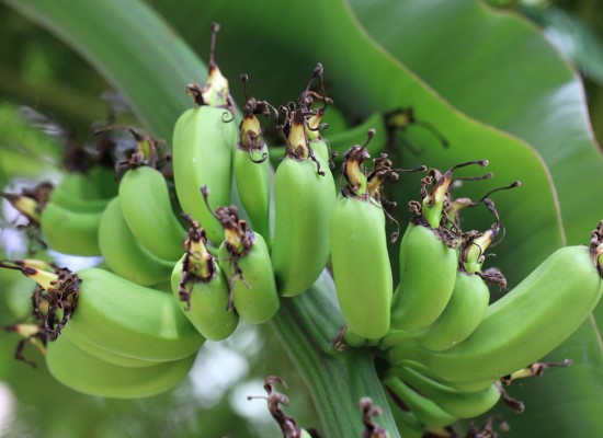 Banana / Musa acuminata cv. Dwarf Cavendish / 三尺甘蕉(さんじゃくばなな)